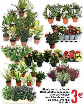 Plante verte ou fleurie blad- of bloeiende plant