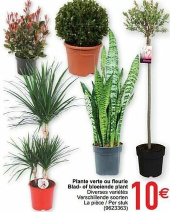 Cora Plante verte ou fleurie blad- of bloeiende plant aanbieding