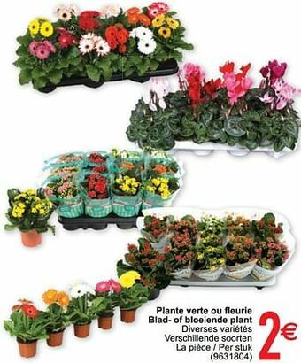 Plante verte ou fleurie blad- of bloeiende plant