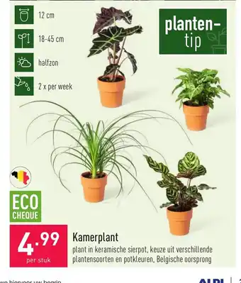 Kamerplant per stuk