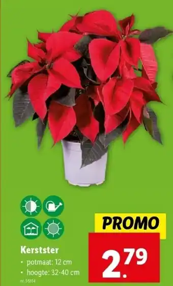 Lidl Kerstster aanbieding
