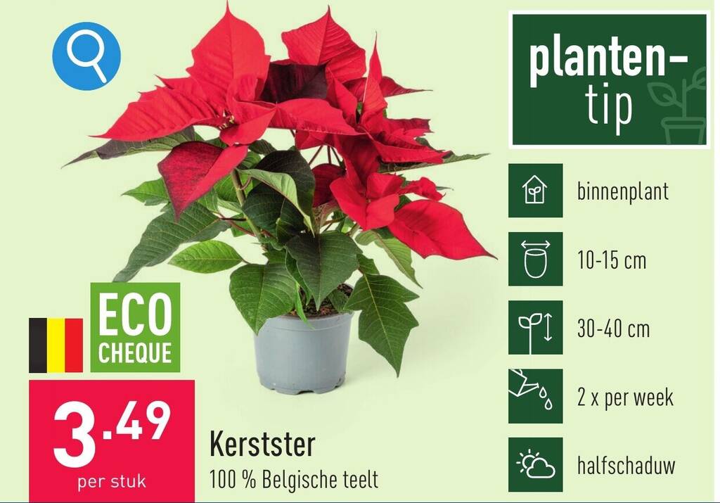 ALDI Kerstster aanbieding