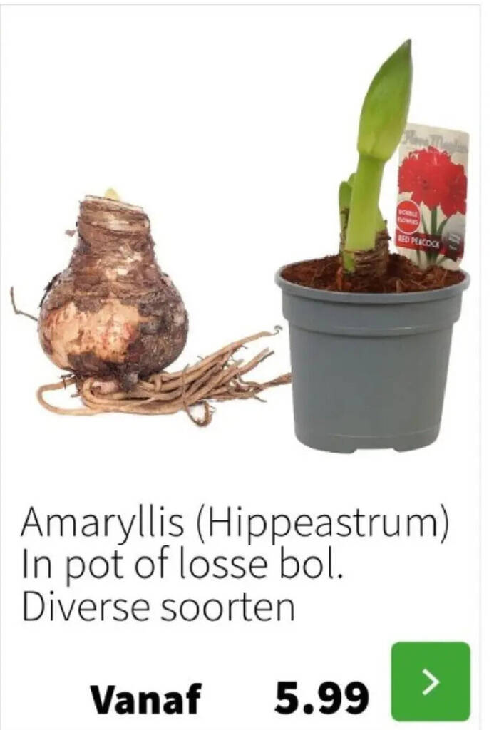 Intratuin Amaryllis (hippeastrum) aanbieding