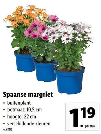 Lidl Spaanse margriet aanbieding