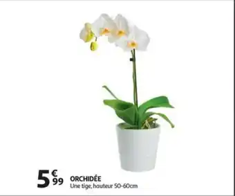 Auchan ORCHIDEE aanbieding