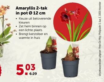 AVEVE Amaryllis 2-tak in pot ø 12 cm aanbieding