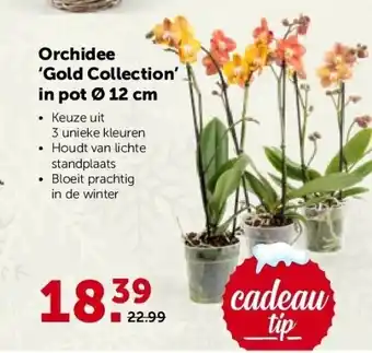 AVEVE Orchidee ‘gold collection’ in pot ø 12 cm aanbieding