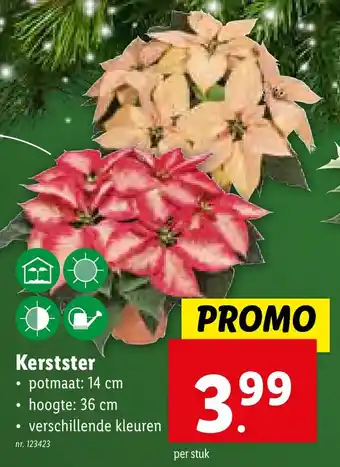 Kerstster