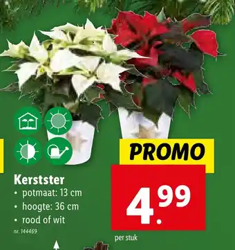 Lidl Kerstster aanbieding
