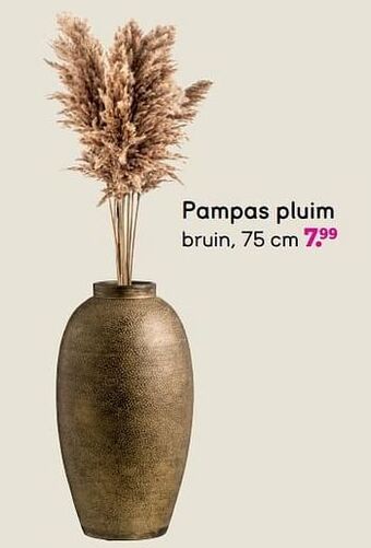 Leen Bakker Pampas pluim 75 cm aanbieding