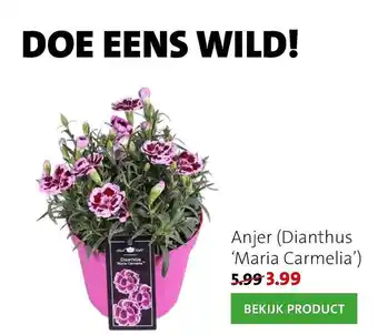 Anjer (dianthus 'maria Carmeli')