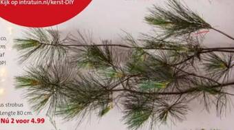 Intratuin Pinus strobus takken. Lengte 80 cm. aanbieding