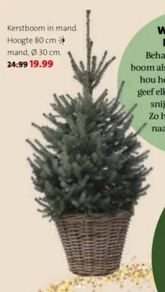 Intratuin Kerstboom in mand. Hoogte 80 cm mand 30 cm aanbieding