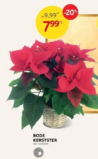 Rode kerstster