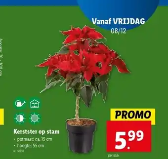 Lidl Kerstster op stam aanbieding