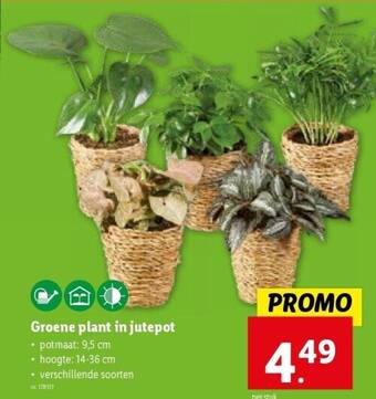 Lidl Groene plant in jutepot aanbieding