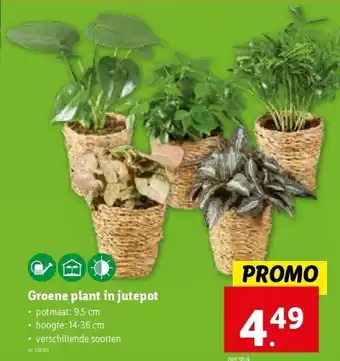 Groene plant in jutepot