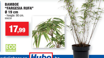 Hubo Bamboe Fargesia Rufa aanbieding