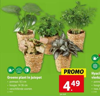 Lidl Groene plant in jutepot aanbieding