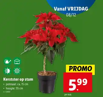Kerstster op stam