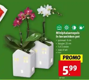 Lidl Miniphalaenopsis in keramieken pot aanbieding