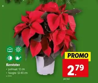 Lidl Kerstster aanbieding