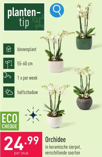 ALDI Orchidee aanbieding