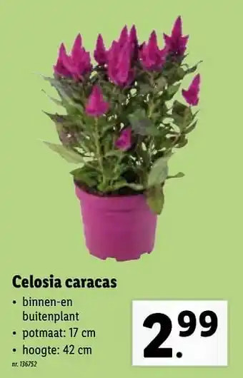 Celosia caracas