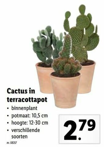 Lidl Cactus in terracottapot aanbieding