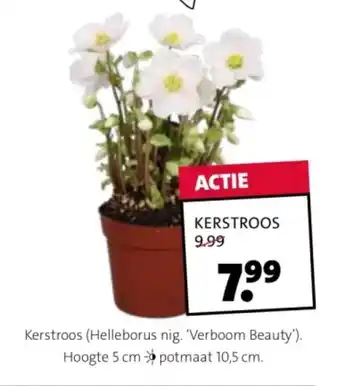 Intratuin KERSTROOS aanbieding