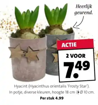 Intratuin Hyacint (Hyacinthus orientalis 'Frosty Star') aanbieding