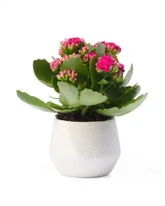 aardewerk bloempot Ø6x6 wit