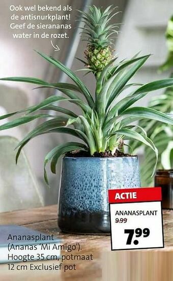 Intratuin Ananasplant aanbieding