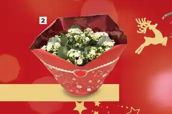 Kalanchoë