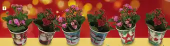 Kalanchoë - in pot van 10 cm Ref. 6752022