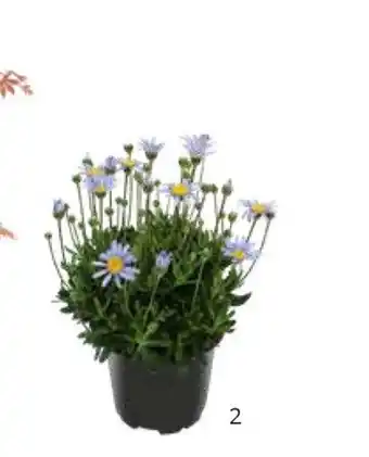 Blauw madeliefje