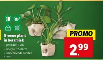 Lidl Groene plant in keramiek aanbieding