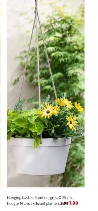 Hanging basket