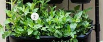 Intratuin Biologische Munt aanbieding