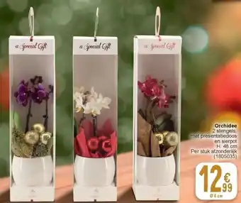 Cora Orchidee aanbieding