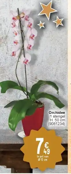 Cora Orchidee aanbieding