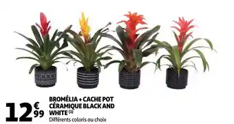 Bromelia + cache pot ceramique black and white