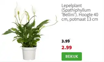 Intratuin Lepelplant (Spathiphyllum 'Bellini'). Hoogte 40 cm, potmaat 13 cm aanbieding