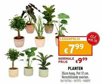 Trafic Planten aanbieding