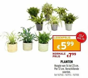Trafic Planten aanbieding