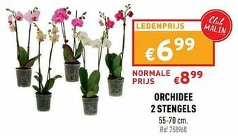 Trafic Orchidee 2 stengels aanbieding