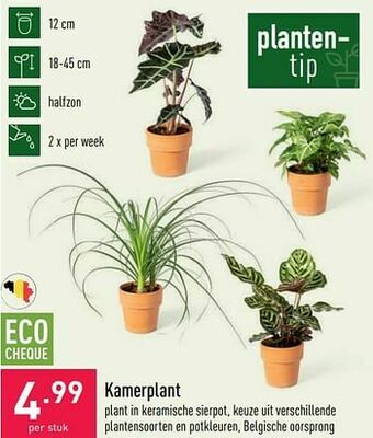 ALDI Kamerplant aanbieding