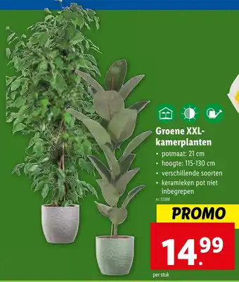 Lidl Groene XXL-kamerplanten aanbieding