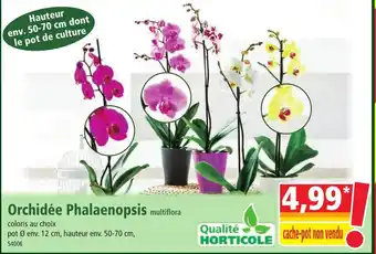 Orchidée Phalaenopsis multiflora