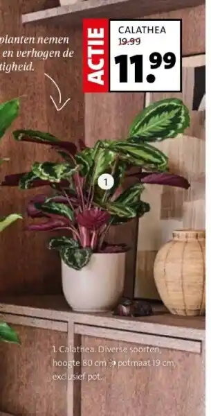 Intratuin Calathea. diverse soorten aanbieding